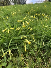 Oxalis pes-caprae