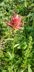 Castilleja miniata