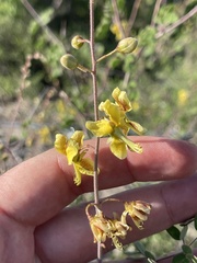Erythrostemon pannosus