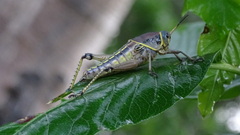 Brachystola behrensii