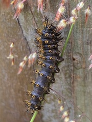 Hemileuca eglanterina