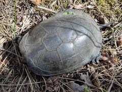 Emys orbicularis
