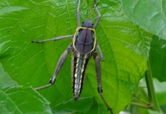 Brachystola behrensii