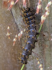 Hemileuca eglanterina
