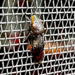 Homalodisca ichthyocephala