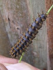 Hemileuca eglanterina