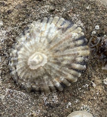 Cellana tramoserica