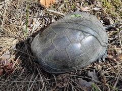 Emys orbicularis