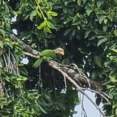 Psilopogon lineatus