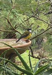 Pachycephala pectoralis