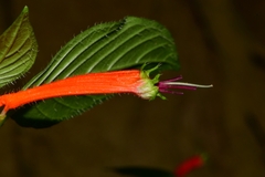 Cuphea bustamanta
