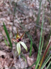 Caladenia macrostylis