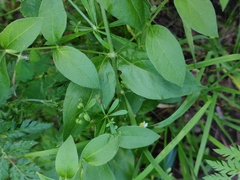 Silene baccifera