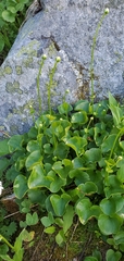 Parnassia fimbriata