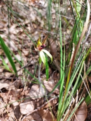 Caladenia macrostylis