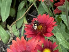 Triepeolus remigatus