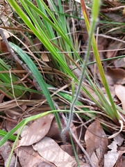 Caladenia macrostylis