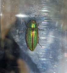 Buprestis aurulenta