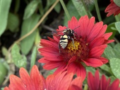 Triepeolus remigatus