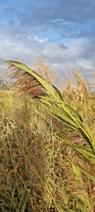 Phragmites australis