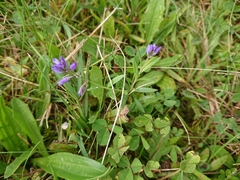 Polygala vulgaris