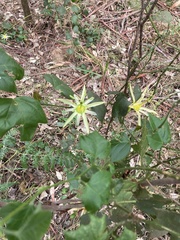 Passiflora herbertiana herbertiana