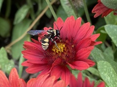 Triepeolus remigatus