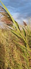 Phragmites australis