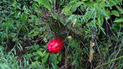 Hylocereeae