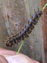 Hemileuca eglanterina