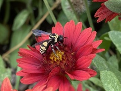 Triepeolus remigatus