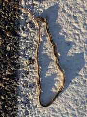 Masticophis taeniatus