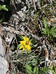 Arnica cordifolia