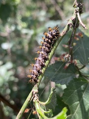 Hemileuca eglanterina