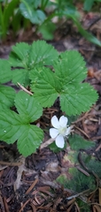 Rubus lasiococcus