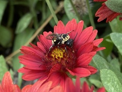 Triepeolus remigatus