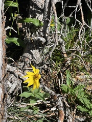 Arnica cordifolia