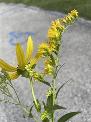 Uroleucon solidaginis