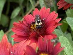 Triepeolus remigatus