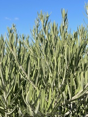 Forchhammeria watsonii