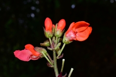 Phaseolus coccineus