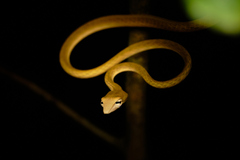Ahaetulla prasina