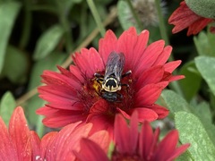 Triepeolus remigatus