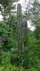 Pachycereus pecten-aboriginum