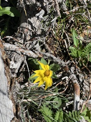Arnica cordifolia