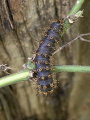 Hemileuca eglanterina