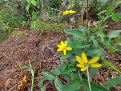 Perymenium buphthalmoides