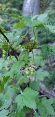 Ribes acerifolium