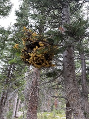 Arceuthobium vaginatum