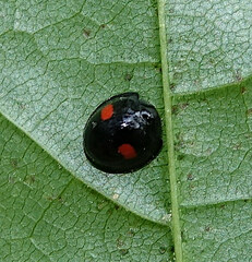 Chilocorus renipustulatus